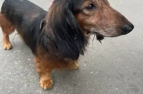 Длинношерстная такса найдена в Котельниках