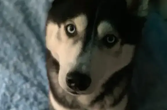 Пропала собака, пос. Володарского, МО