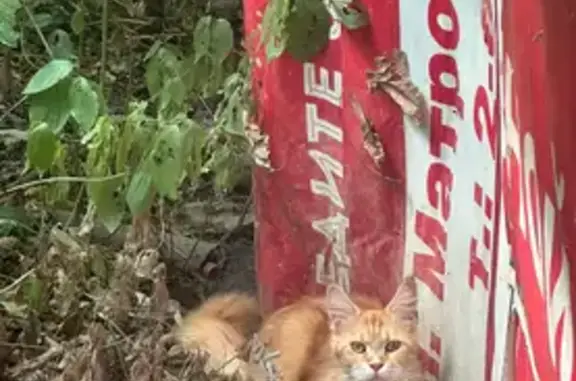 Найдена кошка, Курганинск, фото: Найдена рыжая кошка, Привокзальная 1, Курганинск