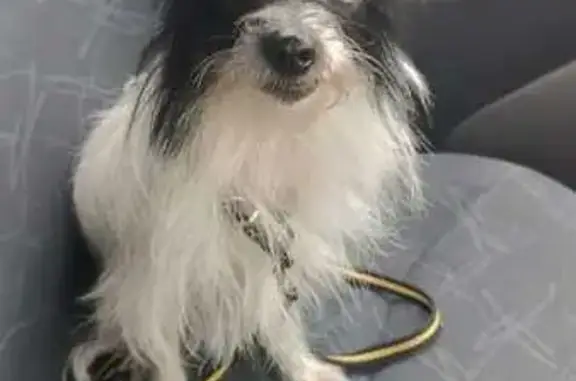 Собаки потеряшки, Краснодар, фото: Потеряшка собака Ники, Северная 9/1, Краснодар