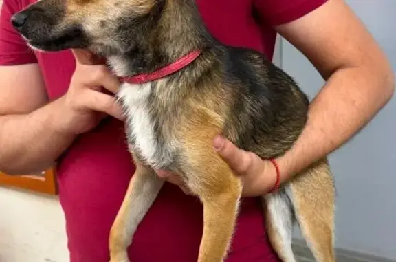 Собака найдена: Доваторцев, 66 к1, Ст.