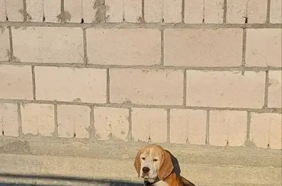 Найдена собака, Ставропольский край, фото: Собака с ошейником найдена в Пятигорске