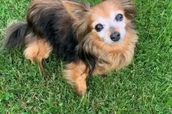 Собаки потеряшки, Киржач, фото: Потеряшка собака, Совхозная ул. 4, Киржач