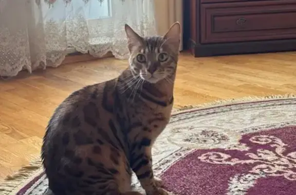 Кошки потеряшки, , фото: Потеряшка кошка, Целинная ул., 8, Сосновка