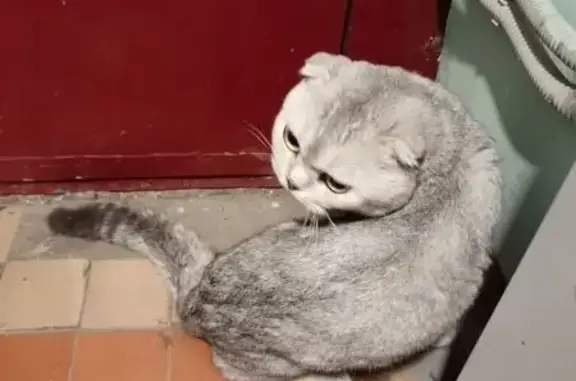 Кошка найдена: Фестивальная ул., 59 к1