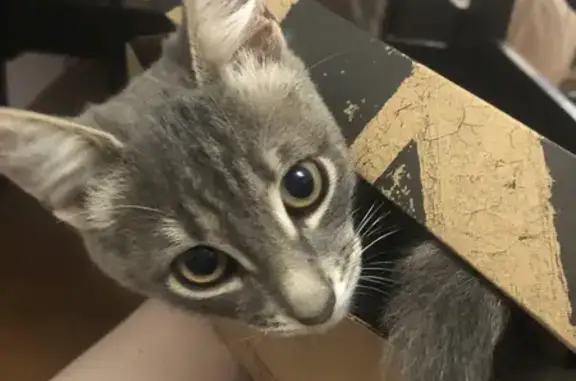 Кошки потеряшки, Карпинск, фото: Потеряшка кошка, ул. Куйбышева 34, Карпинск