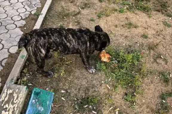 Найдена собака, Улан-Удэ, фото: Пестрый пес у магазина, пр. Строителей, 66