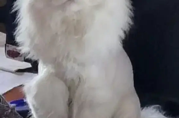 Кошки потеряшки, Москва, фото: Потеряшка белая кошка, Милютинский пер. 19/4