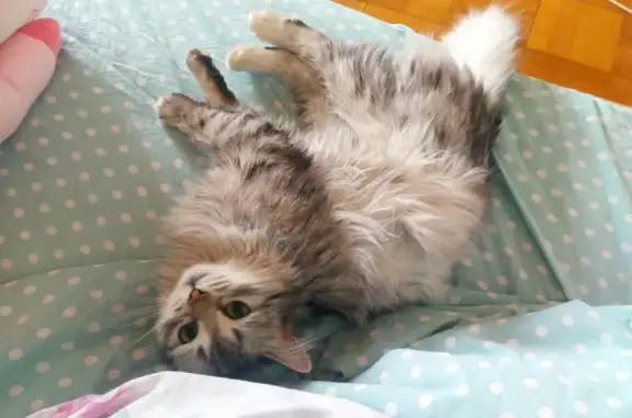 Пропала кошка, Пролетарская ул., Майкоп