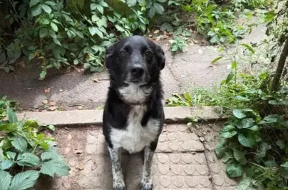 Собаки потеряшки, , фото: Потеряшка собака, Химки, Лесной тупик