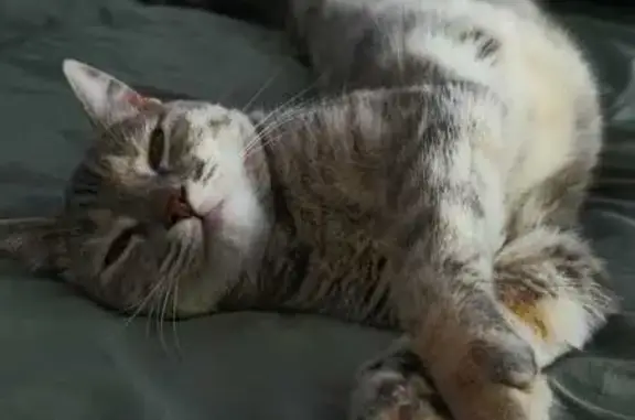 Пропала кошка, Олимпийская ул., Курганинск