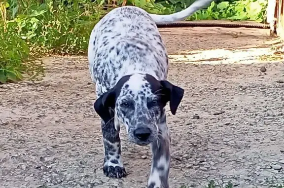 Собака найдена: 37Н-0827, Падеринское - photo