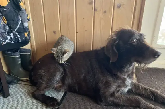 Пропала собака, Колтушское поселение