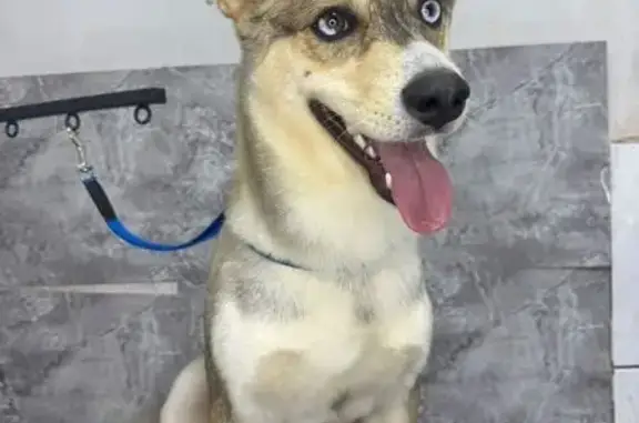 Пропала собака в Полысаево, Кемерово