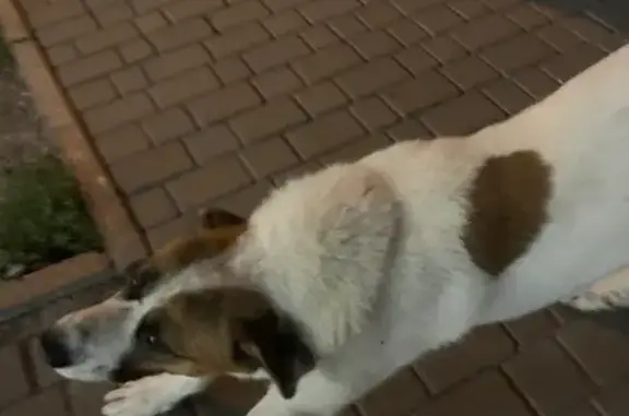 Собака найдена у Командора, Чернышевского