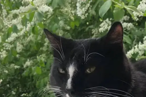 Пропал черный кот, Иркутск, Иркутская обл.