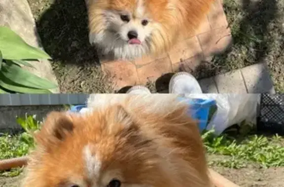 Пропал шпиц, Сестрорецкая 45, Волгоград