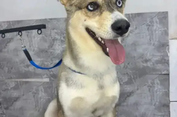 Пропала собака в Полысаево, Кемерово