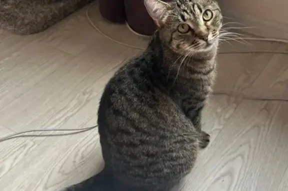 Кошки потеряшки, Дубнево, фото: Потеряшка кошка, А-108, Дубнево