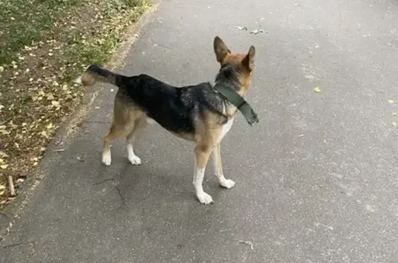 Собака найдена: Каширское шоссе, Москва