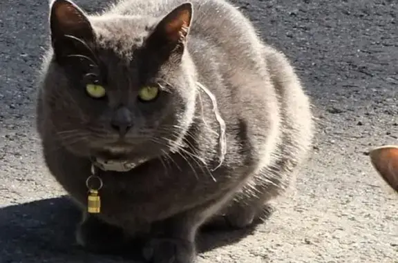 Найдена кошка, Зеленогорск, фото: Найден кот, Деповский пер., 5, Зеленогорск