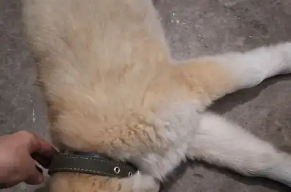 Найдена собака, Сахалинская область, фото: Собака найдена на Комсомольской, Южно-Сахалинск