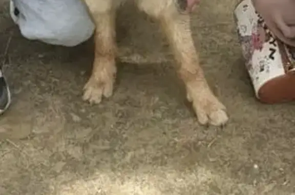 Собаки потеряшки, Волгоград, фото: Потеряшка собака, Пехотинцев 22, Волгоград