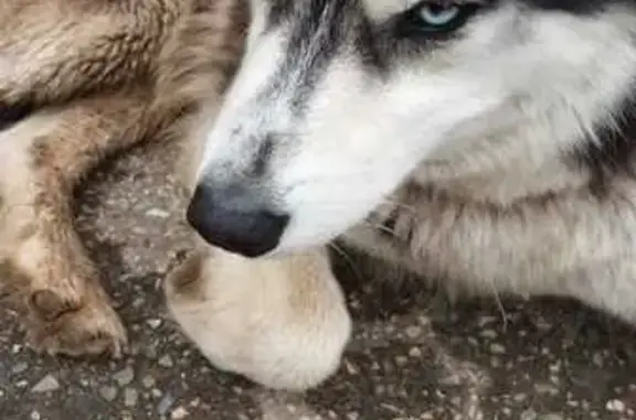 Найдена собака, Чебоксары, фото: Найдена хаски, ул. Ашмарина 34, Чебоксары