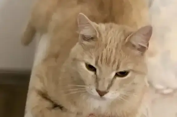 Кошки потеряшки, , фото: Потеряшка рыжая кошка, Садовая, 7, Свободный