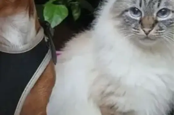 Кошки потеряшки, Великий Новгород, фото: Потеряшка кошка на Великой 3, Великий Новгород