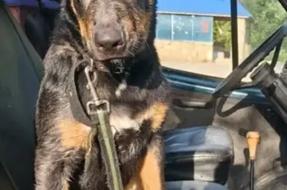 Собаки потеряшки, Нижний Новгород, фото: Потеряшка собака, ул. Дарвина, 11, НН