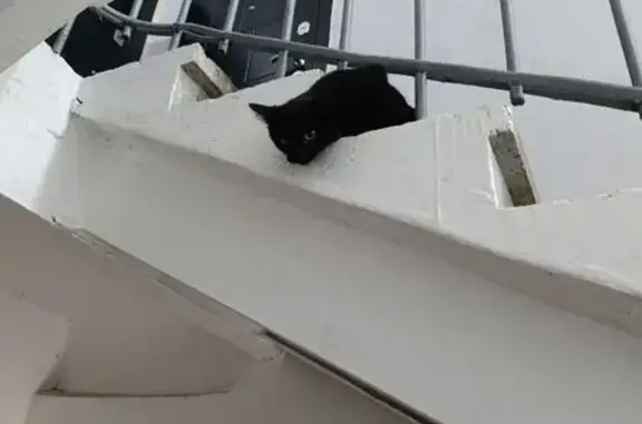 Найдена кошка, Ялта, фото: Найдена черная кошка, ул. Щербака 21, Ялта