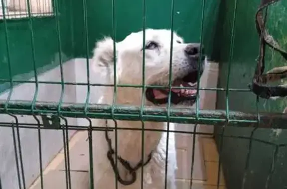 Найдена собака, Белогорский район, фото: Белый алабай найден на ул. Бойко, Белогорск