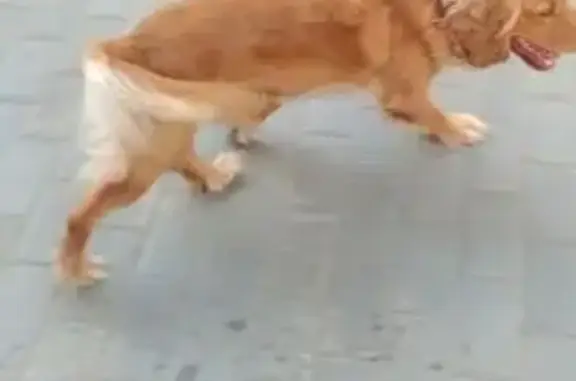 Найдена собака, Ульяновск, фото: Спаниель найден: ул. А. Невского, Ульяновск