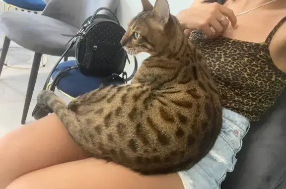 Найдена кошка, Калининград, фото: Бенгальская кошка найдена: Тихорецкая, 39