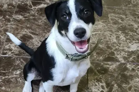 Найдена собака, , фото: Найдена собака на Качинском шоссе, Кача