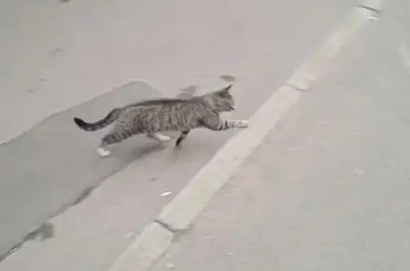 Найдена кошка, Москва, фото: Найдена кошка на Космонавта Волкова, 29 к1