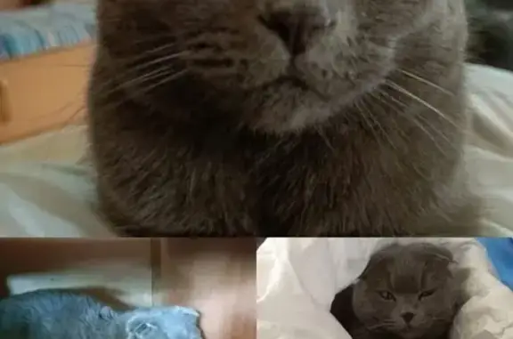 Кошки потеряшки, Благовещенск, фото: Потеряшка кошка, Пролетарская 16, Блгвщнск