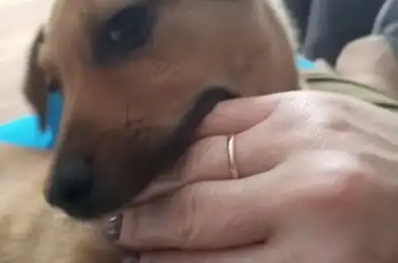 Пропала собака, Рабочая ул., Полысаево