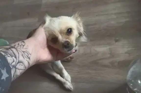 Найдена собака, Чик, фото: Собака найдена: Октябрьская ул., 66, Чик