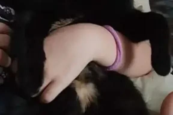 Пропала чёрная кошка, Егорова 4, Иркутск