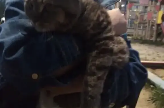 Найдена кошка, Иркутск, фото: Кошка найдена, ул. Пискунова 158, Иркутск