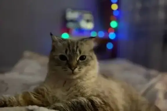 Пропала кошка, ул. Ленина 67/1, Железногорск