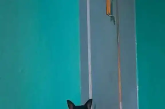 Найдена собака, Уфа, фото: Собака найдена: ул. Авроры, 1, Уфа