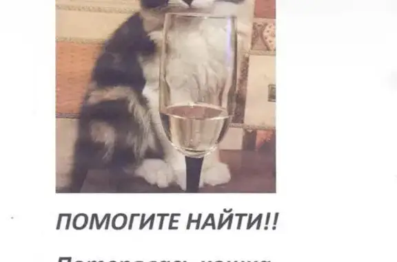 Пропала кошка, ул. Пискунова, Иркутск
