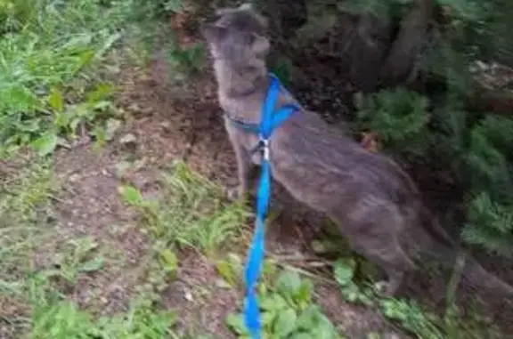 Пропала кошка в поле «Дон», МО