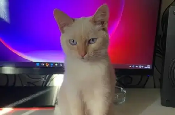 Объявления о пропавших и найденных животных, Бузулук, фото: Пропала белая кошка, Кустарная 33, Бузулук