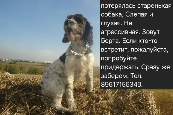 Пропала собака в Куда, Иркутская область