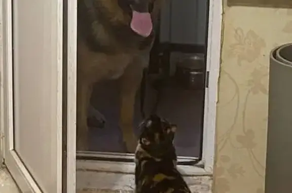 Пропала собака, Южная ул. 23, Новороссийск