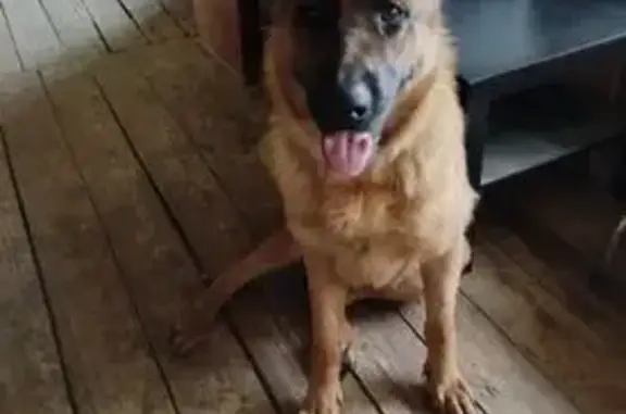 Собаки потеряшки, Москва, фото: Потеряшка собака, Южнопортовая 18, Москва